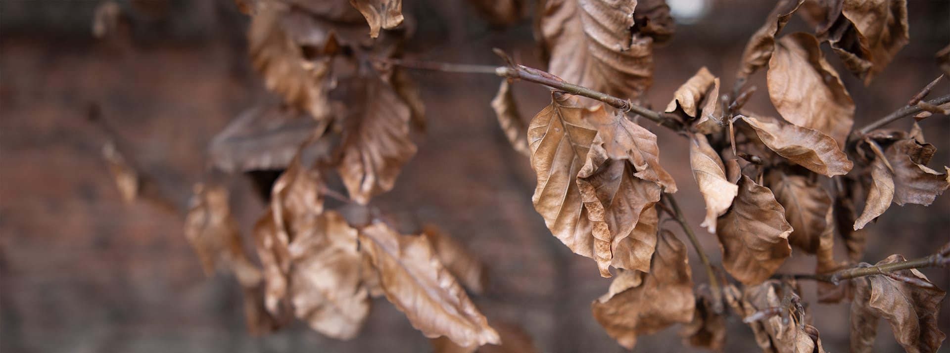 Welkes Herbstlaub an einem Zweig
